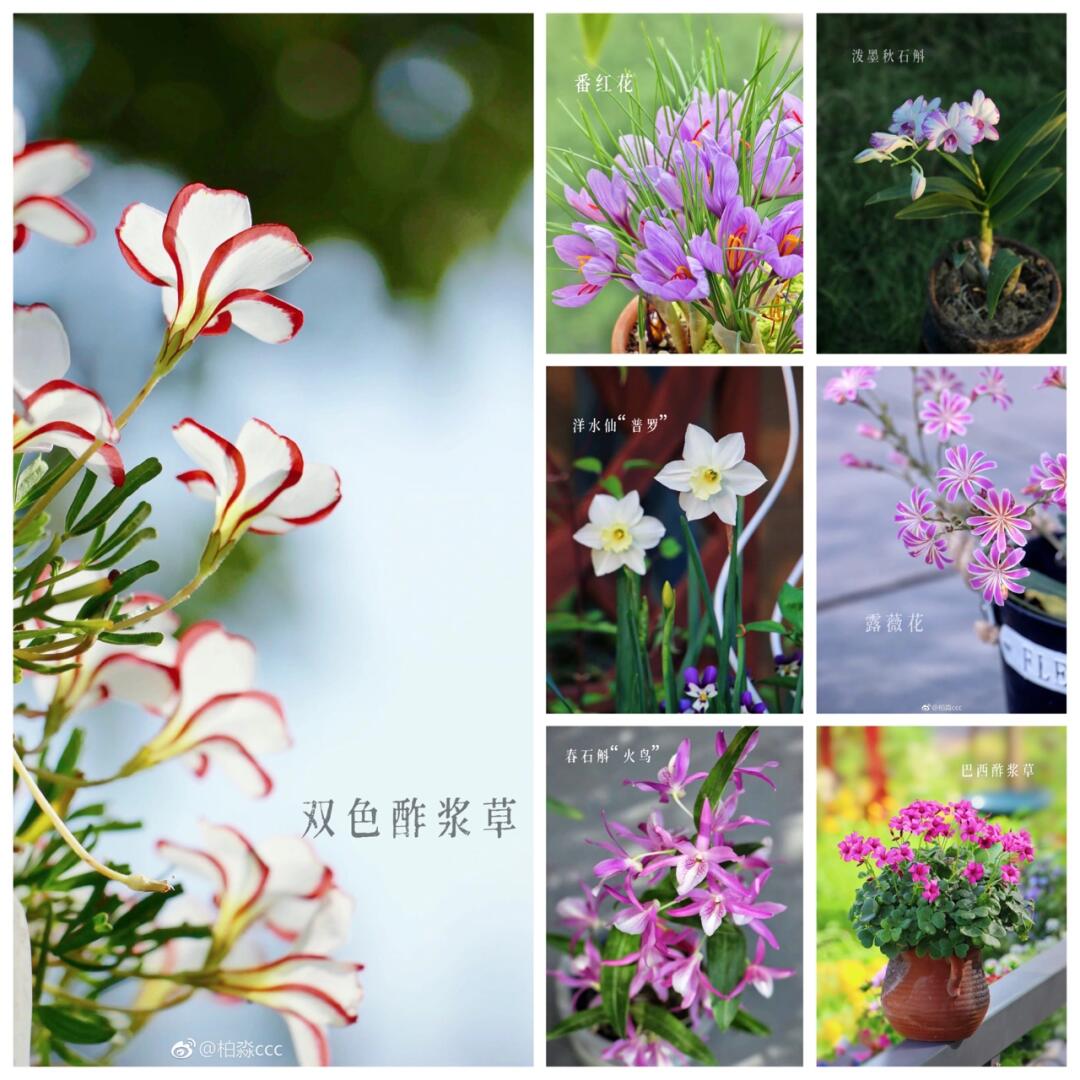 https://static.ixuenong.com/pxn/uploads/prod/thirdfile/2025/01/7cc224ce3d74e4b7aa721abb3aede00f.jpg