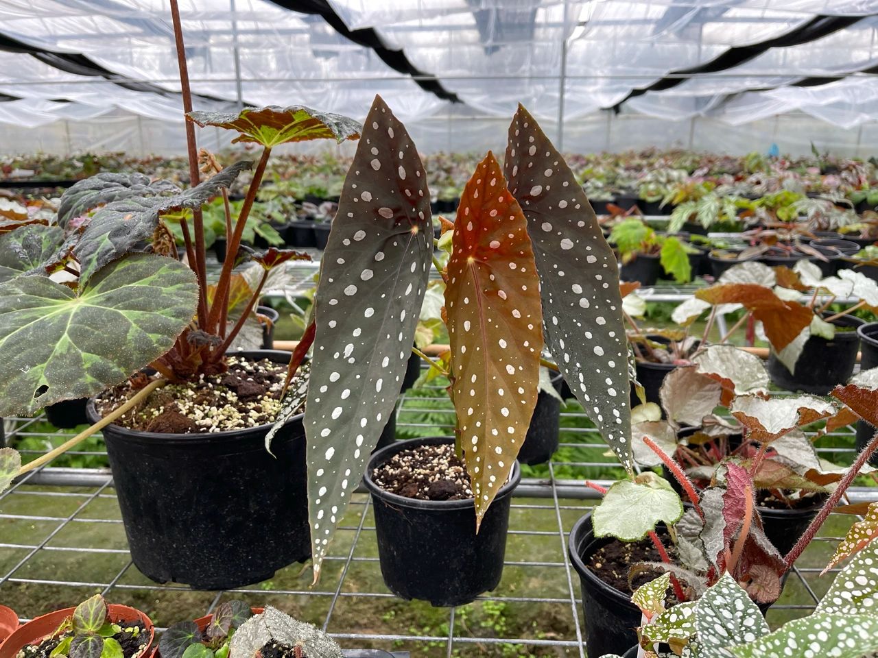 https://static.ixuenong.com/pxn/uploads/prod/thirdfile/2025/01/86dd352ba087f3a6c437e19fcc0ac803.jpg