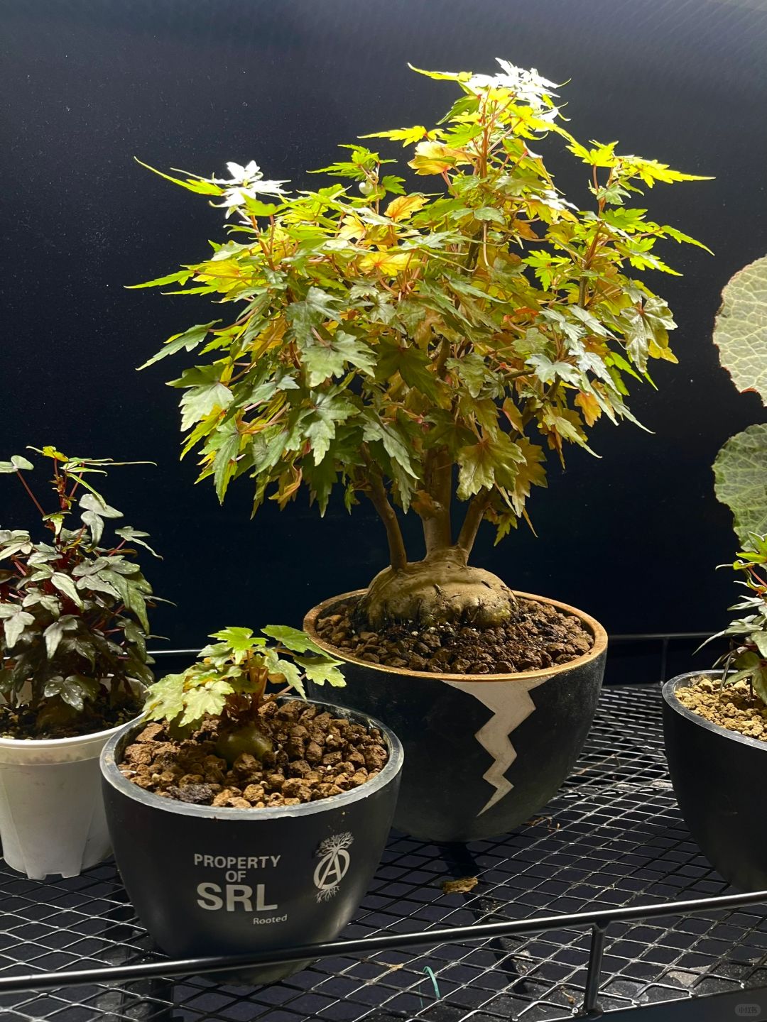 https://static.ixuenong.com/pxn/uploads/prod/thirdfile/2025/01/8b38970c5a9f2481e09f294bf2033f26.jpg