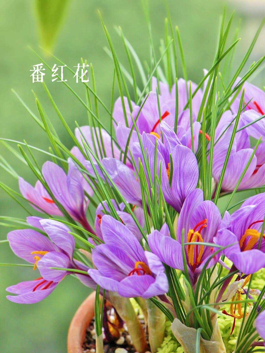 https://static.ixuenong.com/pxn/uploads/prod/thirdfile/2025/01/9387289bb171544731990a5929fc4840.jpg