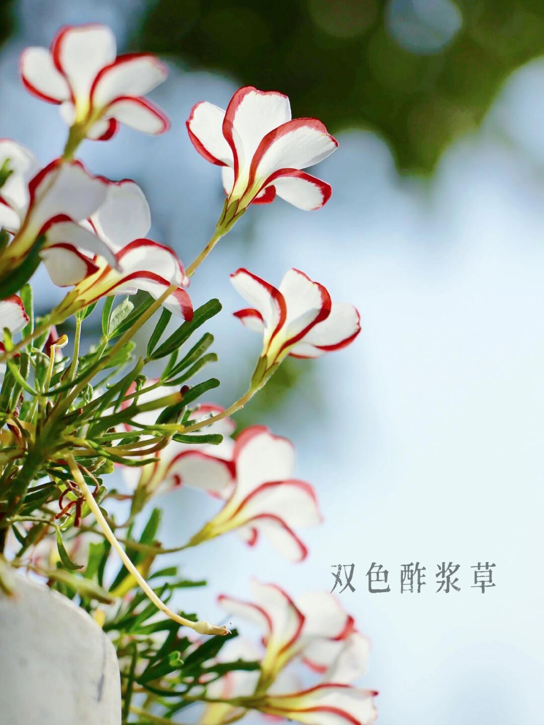 https://static.ixuenong.com/pxn/uploads/prod/thirdfile/2025/01/94abce5b80f9c7308c3b2ac03e7a4677.jpg