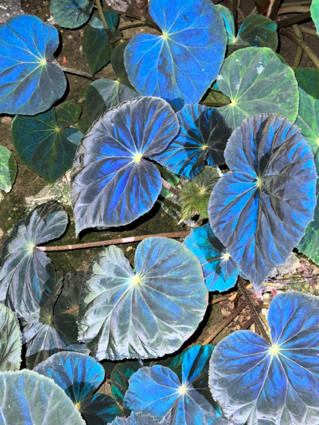 https://static.ixuenong.com/pxn/uploads/prod/thirdfile/2025/01/97ee5d6e46f0a9984178aa4bdd5ab3ec.jpg