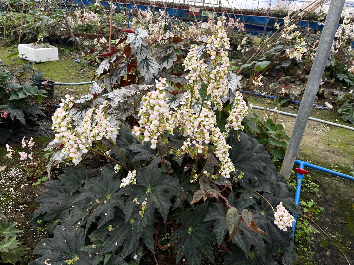 https://static.ixuenong.com/pxn/uploads/prod/thirdfile/2025/01/982b10fec7fc71185f9daecea664feb0.jpg