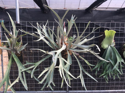 platycerium veitchii