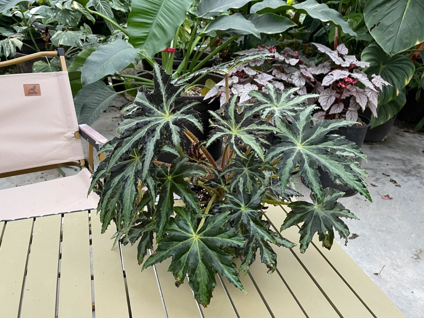 https://static.ixuenong.com/pxn/uploads/prod/thirdfile/2025/01/9e36c2bdd198a84612e1b25a44b53059.jpg