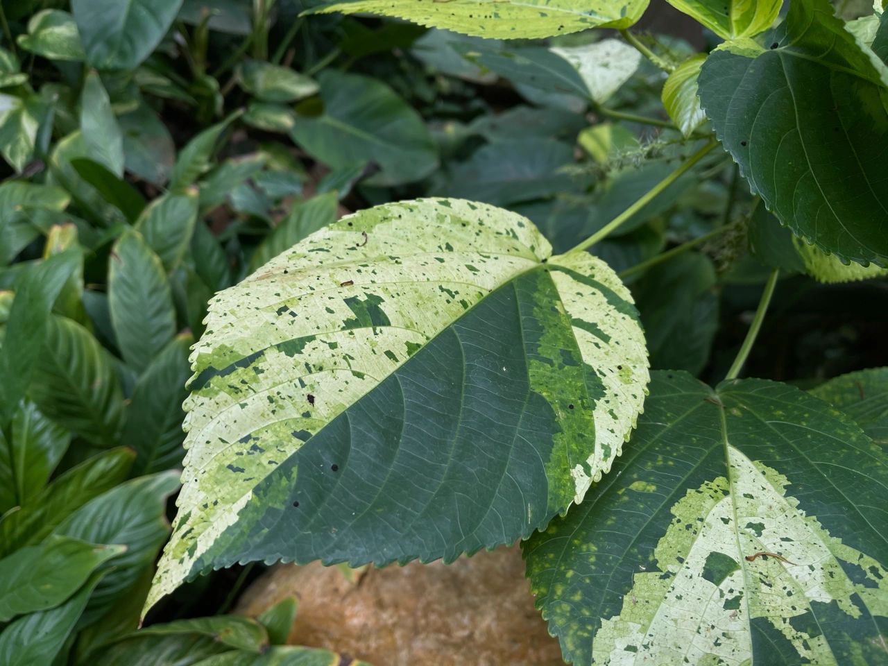 https://static.ixuenong.com/pxn/uploads/prod/thirdfile/2025/01/a59a65e819178331d761236b6e4e2f9f.jpg