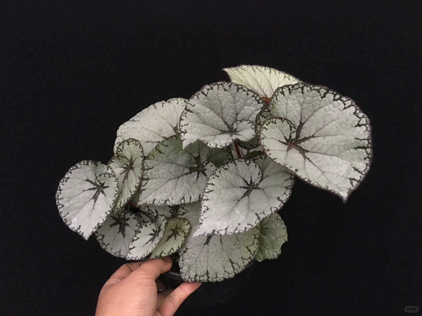 https://static.ixuenong.com/pxn/uploads/prod/thirdfile/2025/01/aa6a9271f8b125b70bbfc237bd152d79.jpg