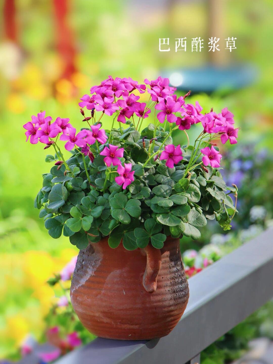 https://static.ixuenong.com/pxn/uploads/prod/thirdfile/2025/01/acc89087cceec31a81bbc9b2bf34f207.jpg