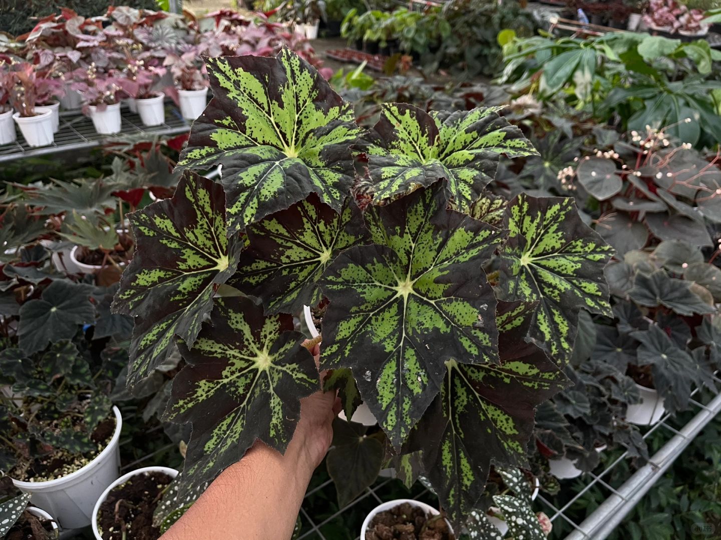 https://static.ixuenong.com/pxn/uploads/prod/thirdfile/2025/01/d3cc8a32849ca59411de19d6453f8fda.jpg
