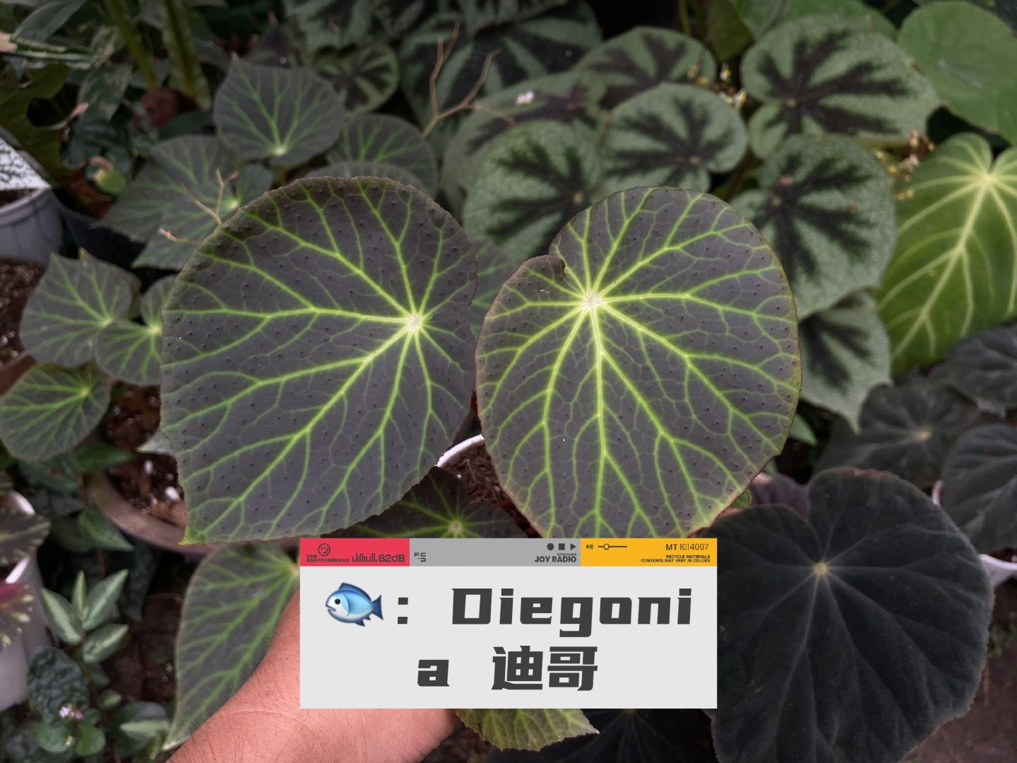 https://static.ixuenong.com/pxn/uploads/prod/thirdfile/2025/01/d4cadfb69f7fd6e247a83c3dfad9a402.jpg