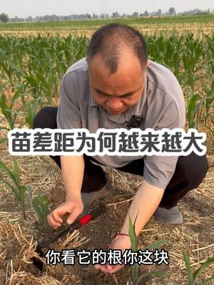 苗差距为何越来越大？ #三农种植 #农业技术推广