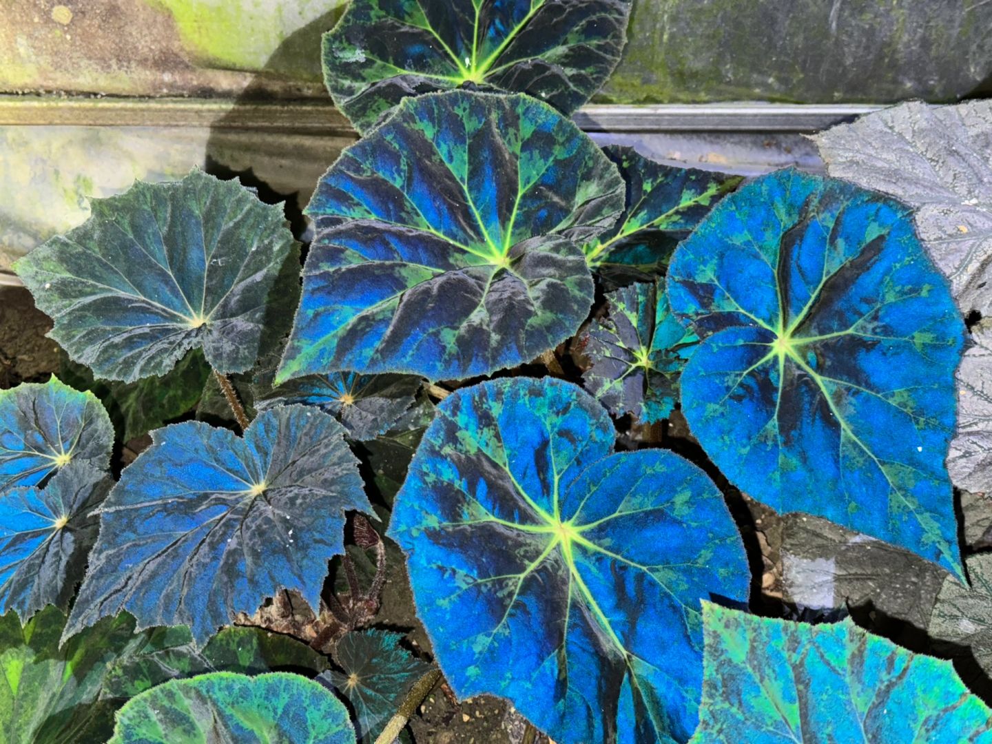 https://static.ixuenong.com/pxn/uploads/prod/thirdfile/2025/01/e1581d959de9e2ca5627ffc0de8b5a29.jpg