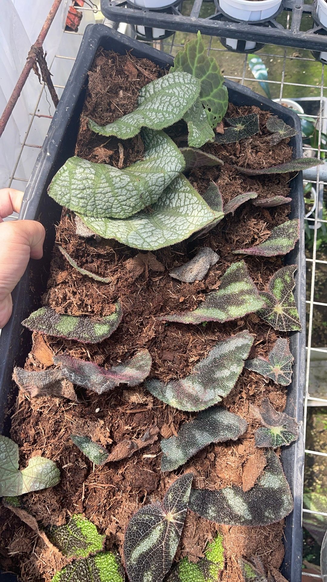 https://static.ixuenong.com/pxn/uploads/prod/thirdfile/2025/01/fb09bb0cd1577090f9c7030579fc3a32.jpg