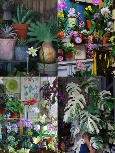 My balcony garden it's my happy place