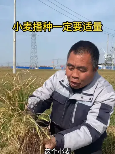 小麦播种一定要适量 #三农 #小麦莳植 #农业莳植 #抖音助农 #新农人妄想