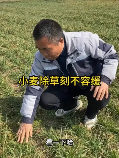 小麦除草刻禁止缓 #除草 #农业莳植 #三农 #抖音助农 #小麦