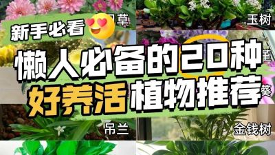 �������̣�20��������ֲ����Ϊ�ҿ�����������