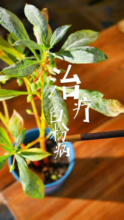 ţ̶ˮһư׷۲æ԰ɣ
#ֲ[]# #С֪ʶ[]# #֪ʶ[]# #׷۲[]# #ֲ׷۲[]#