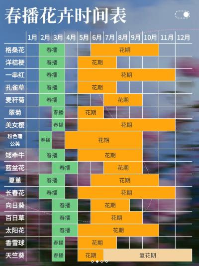 春播别犹豫！这些花卉种上，美到让你尖叫(文内附有春播花卉时间表）