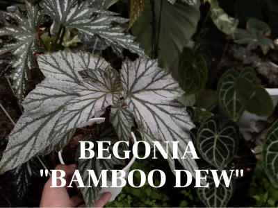 Begonia "Bamboo Dew"¶ﺣ
	
Ʒ@ɲС 鲢ͳ˱Ʒһʣڷڴ#ﺣ[]# #¶ﺣ[]#