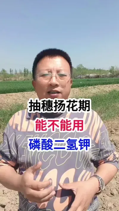 С������ﻨ�����ܲ��������������� С������ﻨ�����ܲ���������������#С��ݪֲ #С��ݪֲ�������� #������ũҵ #С��߲����� #ũ��֪ʶ����