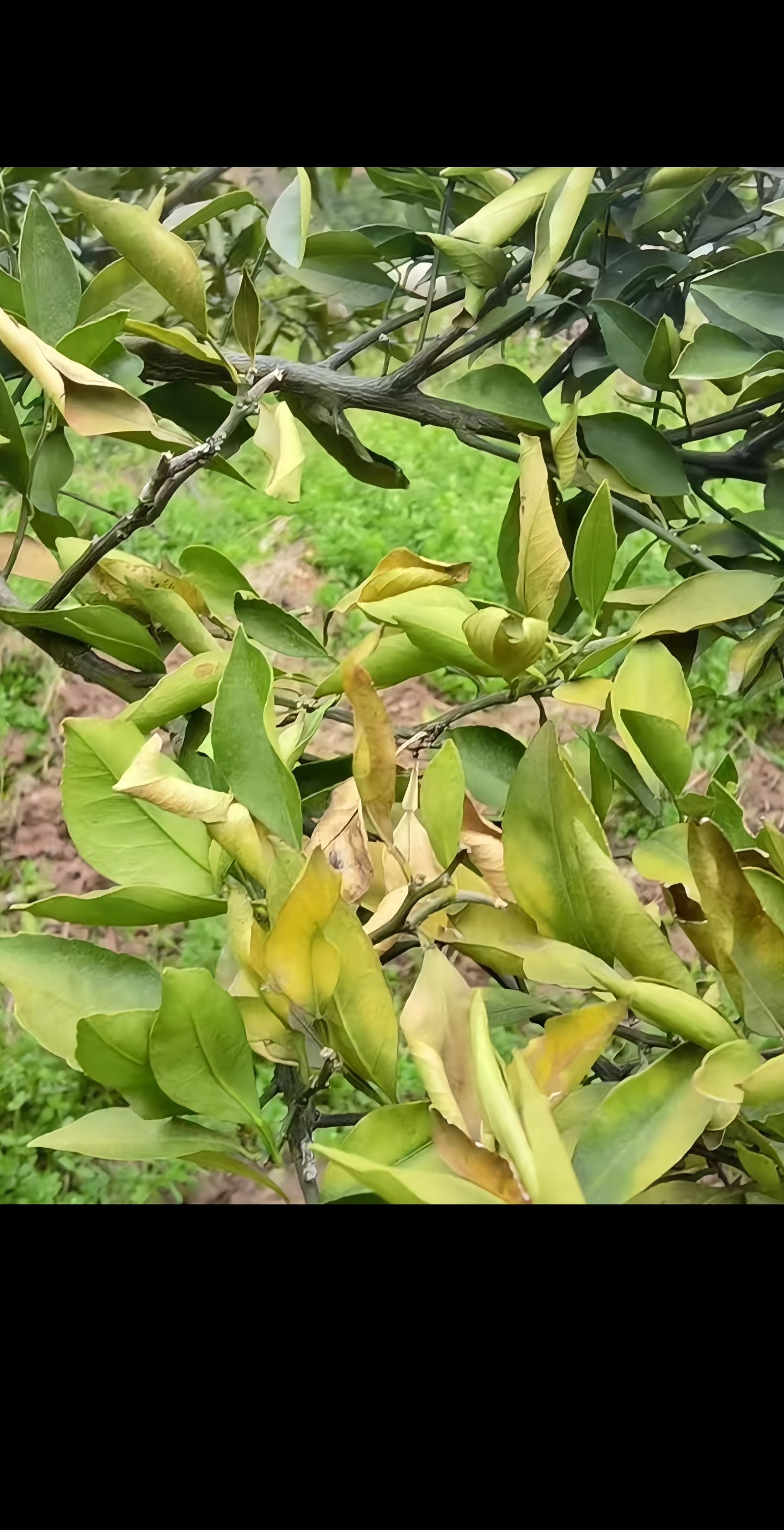 https://static.ixuenong.com/pxn/uploads/prod/thirdfile/2025/04/29f539a085e3efa36218cf4df84d27a2.jpg