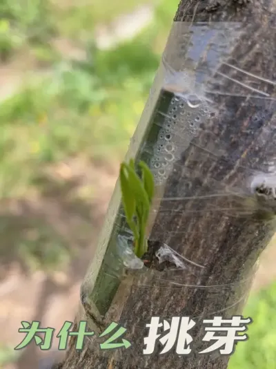 ΪʲôҪ��ѿ#�޽����� #��ũ������ #������ũ#��ũ #��ũ������������