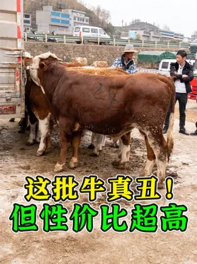 ţ���û�ۿ������Լ۱ȳ��ߣ�����ţ���Ǻ������°�����ܳ����� #��ţ�� #��ţ���� #��ţ֪ʶ #�������� #����ţ