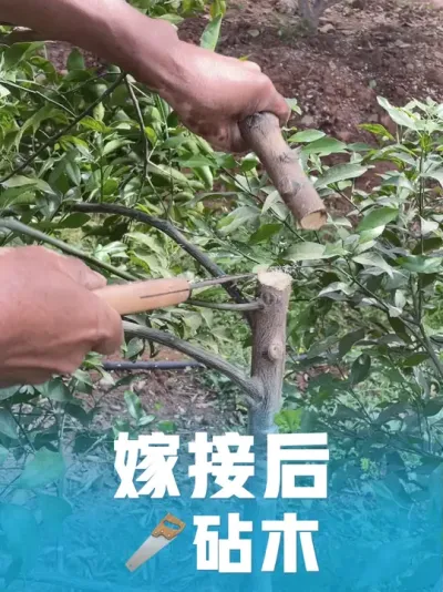 ޽Ӻ?ľ#ũ #ݪֲС #ũ #֧ũũ #douж