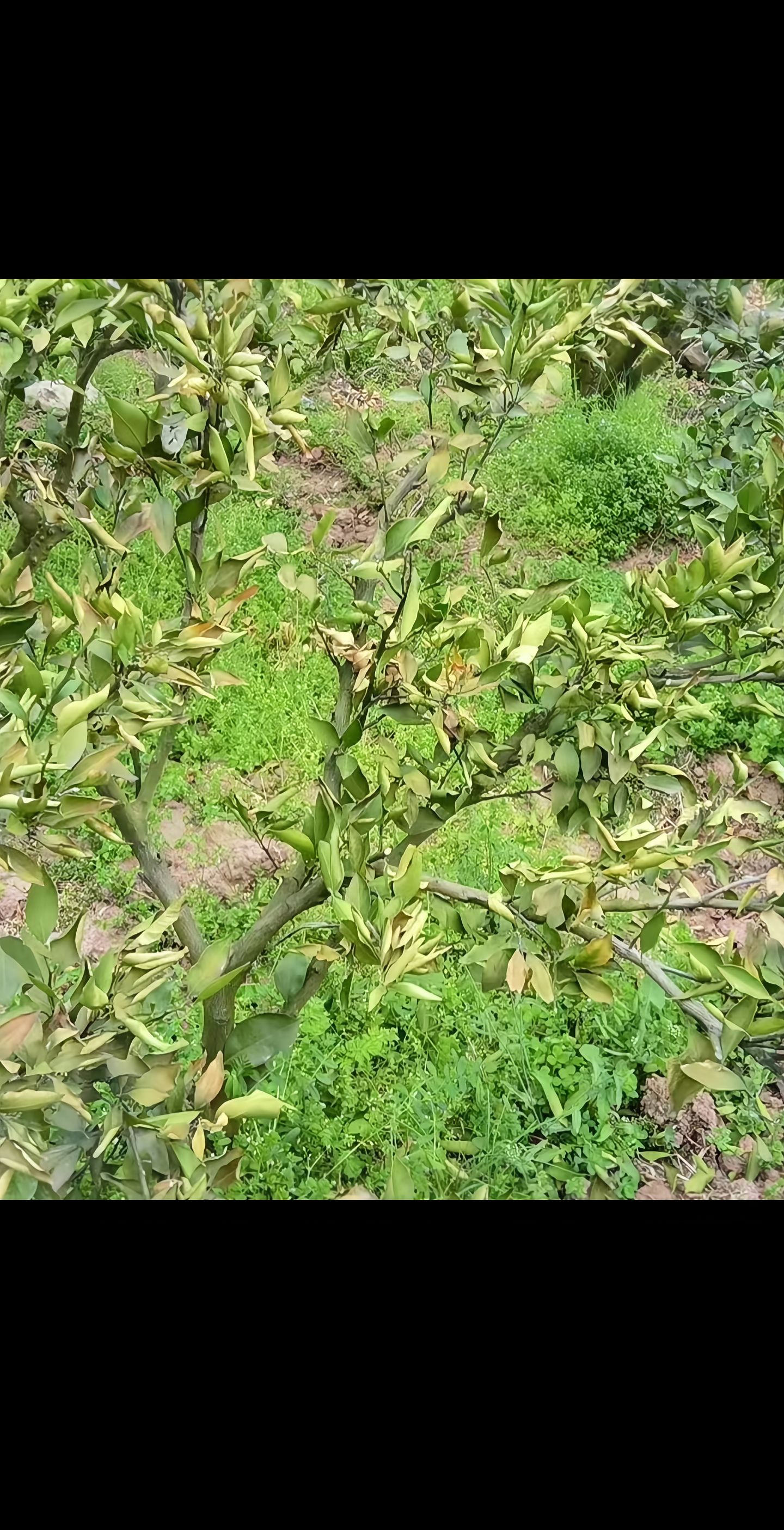 https://static.ixuenong.com/pxn/uploads/prod/thirdfile/2025/04/2f35bd8a8293056e016a5284304addc2.jpg
