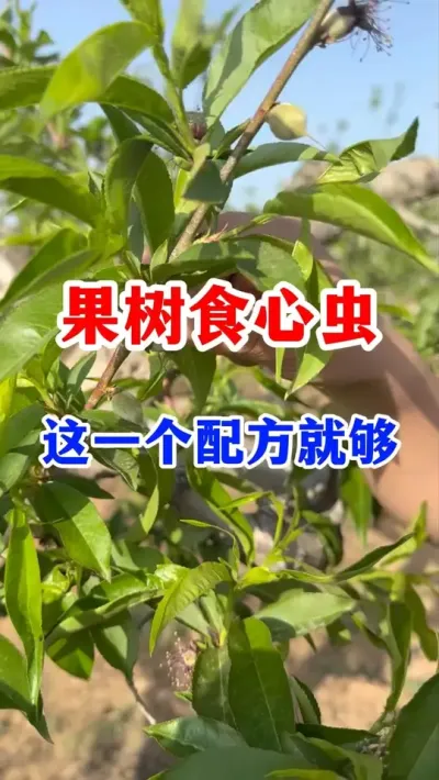 �¶Ȼ���������ʳ�ĳ���ô������ #����ݪֲ���� #���溦����   #��԰���� ��  #����ʳ�ĳ����   #ũҵݪֲ