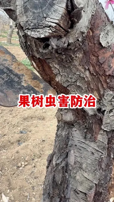 溦 #ݪֲ  #԰ #ũҵݪֲ #溦 #