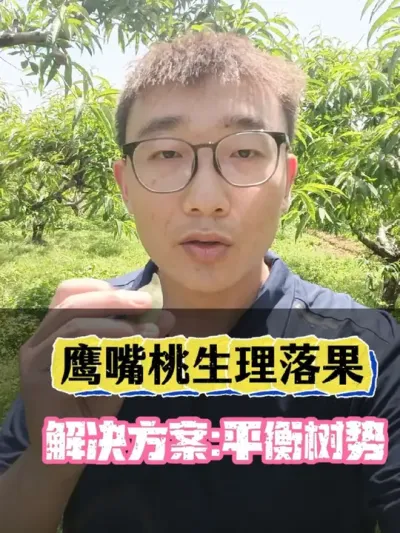 ӥ���������������ƻ�:ƽ������ #ӥ���� #������� #ӥ���ҵ��� #������ѧũ�� #������������