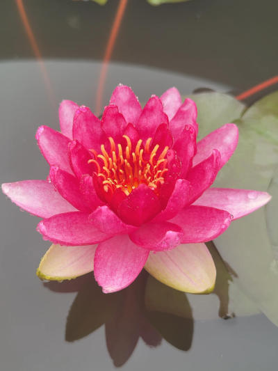 'Lothar von Oldehoff'������&middot;��&middot;�¶��»�#����˯��[����]# #˯��[����]# #԰��[����]# #Ī��˯��[����]# #�������ĵ��ʻ�[����]# #������ֲ[����]# #԰����