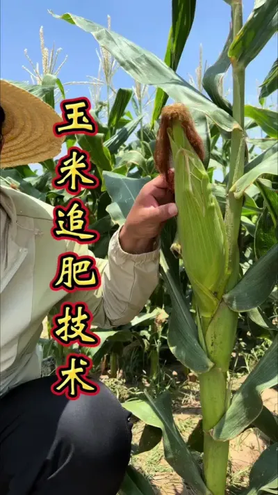 玉米科学管理，才能更高产。玉米科学技术，增产丰收多卖钱！#玉米高产种植技术 #玉米 #增产增收 #叶面肥这样用更高产 #帮助农友们增资增产