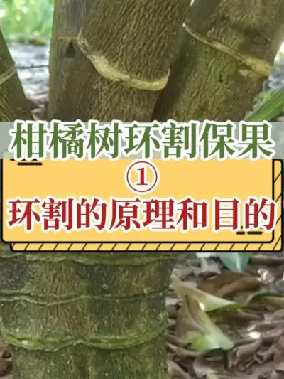  1.ԭĿ
# #ݪֲ #ũ2025 #֧ũũ