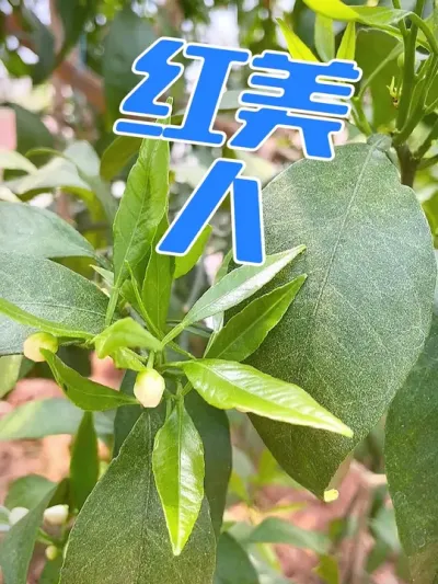 ҪŻ#ũ #ũ #ݪֲС # #38Ź