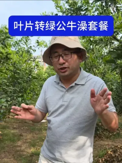 ҶƬת�̹�ţ���ײ� ҶƬת����Ҫ�����л��ʺ��������Ӹ�þԪ�ػ���ҶƬѸ�ٳ���#����ݪֲ #���� #�����޼� #������Ʒ��