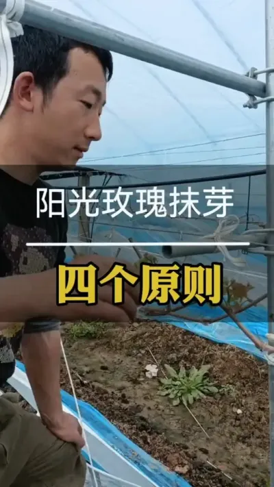 #阳光玫瑰抹芽 #葡萄种植技术 #阳光玫瑰葡萄 #果树管理技术