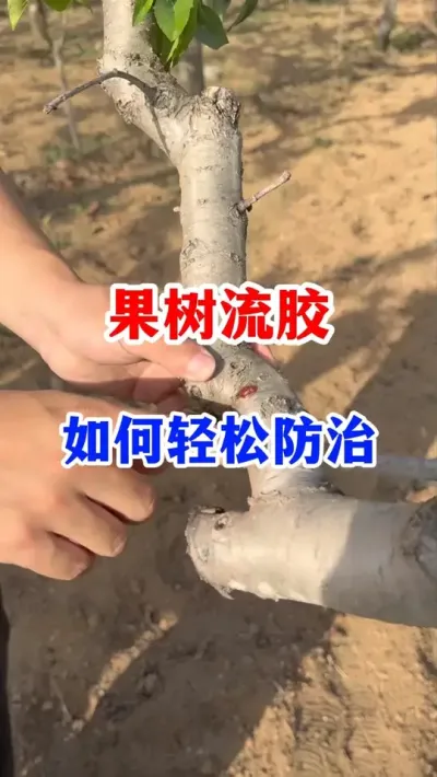 �����������ɷ����� #����ݪֲ  #��԰����  #�������� #ũҵݪֲ#������ũ֧����ũ