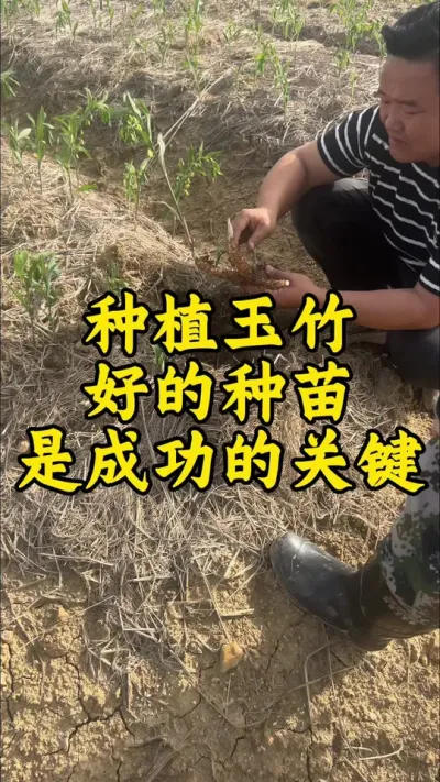 ݪֲ�������õ��������ֳɵ�Ҫ���� #ݪֲС���� #���� #������ũ #��ũ������ #ҩ��ݪֲ