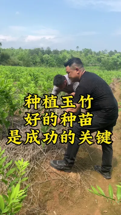 ݪֲõֳɵҪ#ũ #ũ #ũҵݪֲ #ݪֲС #