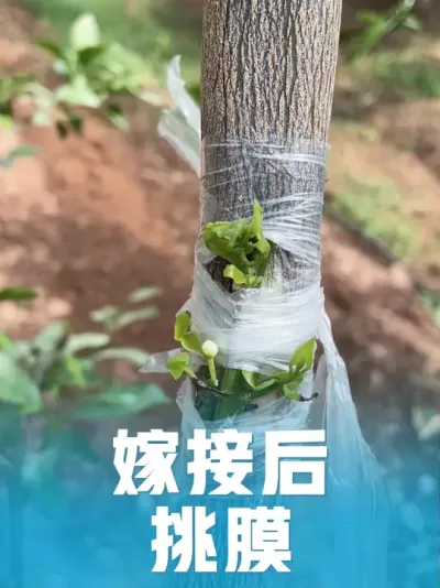 �޽Ӻ���Ĥ#�޽����� #��ũ������ #������ũ #��ũ���� #�޽ӽ̳�