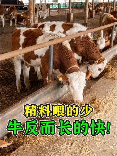 ���ճ�ΰ�������ţ���ϣ��������θ�æ��ţι��������ţθ���������Ż����ո����Ӫ�������ؿ����ǣ�#����� #ţ���� #������ #���������� #ţ��θ