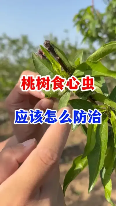 ����л������ʳ�ĳ����һ��Ҫץ������ #����ݪֲ #���溦����   #��԰����   #ʳ�ĳ����   #ũҵݪֲ