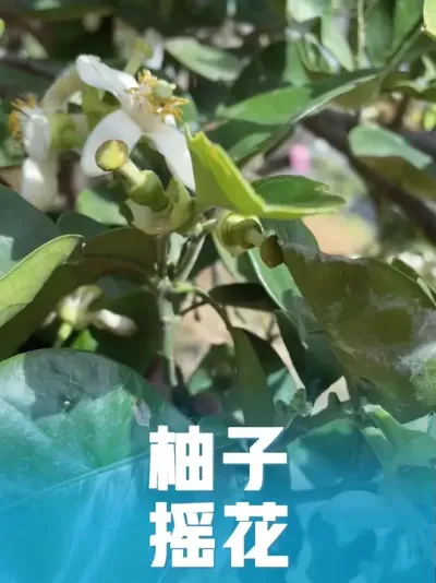 �����Ż���ҡ��#��ũ������2025 #�������� #��ũ���� #ݪֲС���� #������ũ��