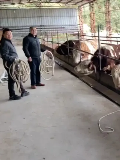 ��������ţһҹ֮���Ǯ����������ţ�����ϰ������ֿ���ϣ���� #ũ�崴ҵ��ֳ #��ţ��ֳ #��ţ�� #��ţ�˼��� #��������