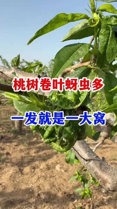 ����������� #����ݪֲ #��԰����    #�������溦����  #ũҵݪֲ