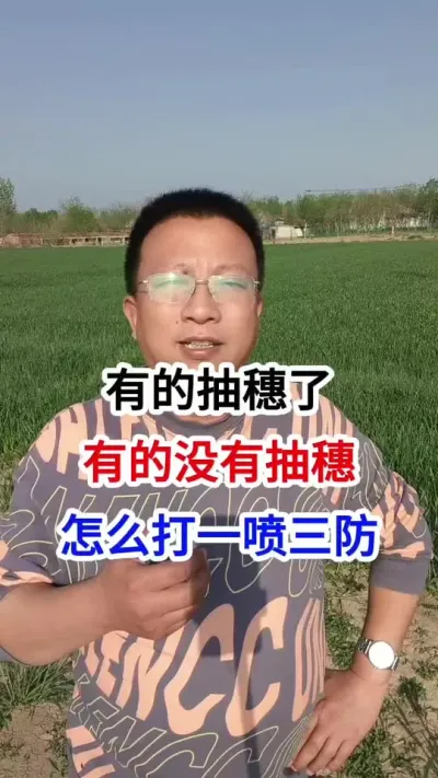 �еĳ��������е�û�г�������ô��һ������ �еĳ��������е�û�г�������ô��һ������#С��ݪֲ #С��ݪֲ�������� #������ũҵ #С��߲����� #ũ��֪ʶ����