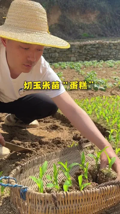 �й�&ldquo;����&rdquo;�ľ��֣��������ֻ�����ȵ�ʱ��ɰ��� #��¼�ҵ�ݪֲ���� #�ҵ��������� #��ũ������2025